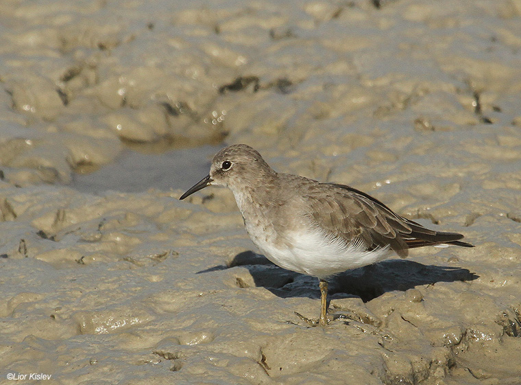   Temminck's Stint  Calidris temminckii ,Maagan Michael Carmel coast,14-09-11 Lior Kislev                  